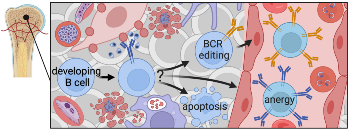 The red and blue graphic shows different types of cells and aims at visualising the central tolerance.