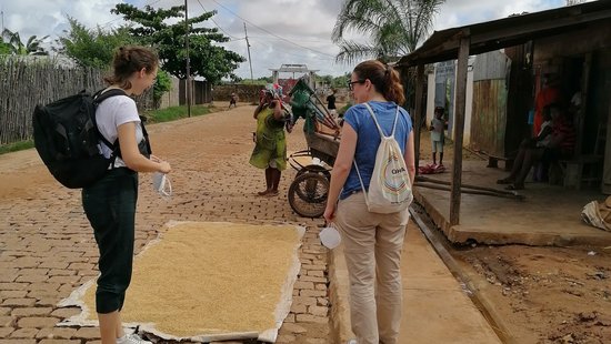 Zu sehen ist eine gepflasterte Straße in Madagaskar, an dessen rechten Seite kleine Hütten stehen. Auf einer Plane auf der Straße liegt Reis, der in der Sonne getrocknet wird, davor laufen zwei Forscherinnen auf dem kleinen Gehweg.