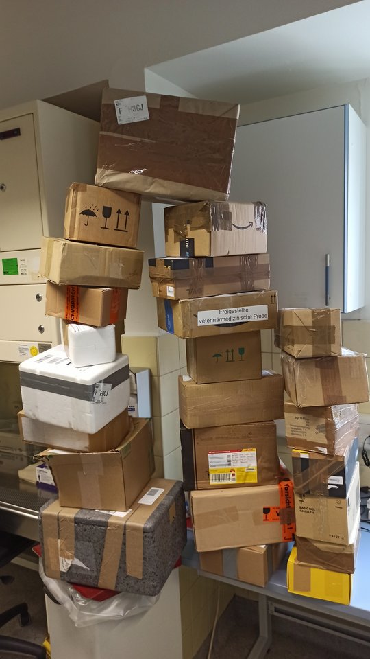 Das Foto zeigt einen Stapel Pakete mit Dutzenden Einsendungen toter Vögel.