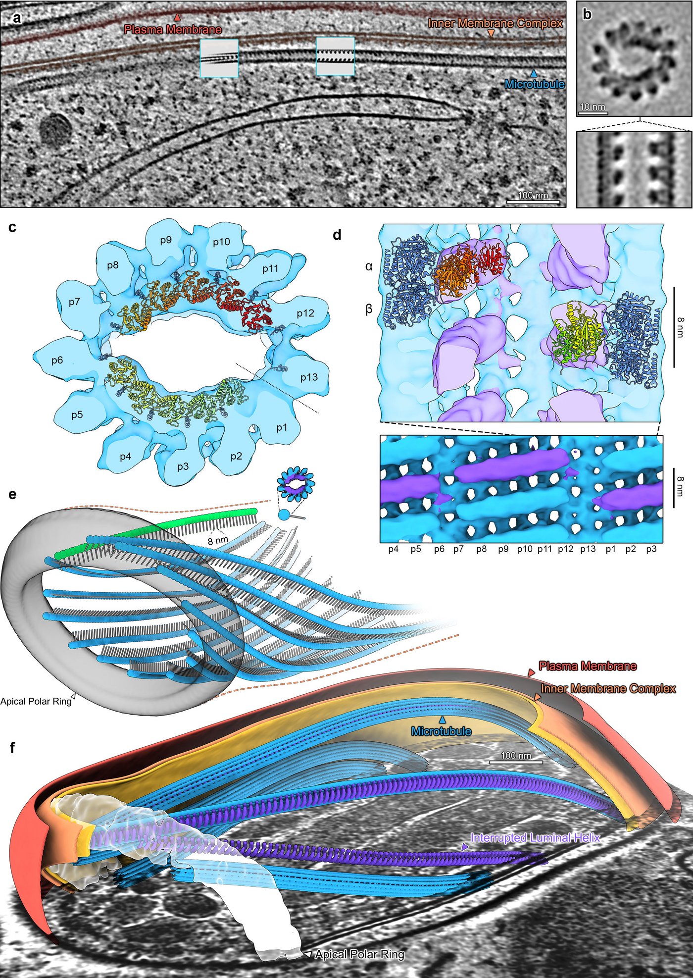 Bunte elektronentomographische Aufnahmen: Die subpellikulären Mikrotubuli (SPMT) der Sporozoiten enthalten eine periodische Luminaldichte innerhalb von 13 Protofilament-Mikrotubuli.