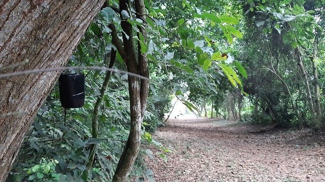 Man sieht in einem Wald einen kleinen dunklen Kasten,die Mückenfalle, am Baum hängen