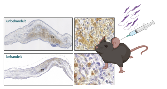 Die Fotos zeigen mikroskopische Aufnahmen von Hautläsionen.
