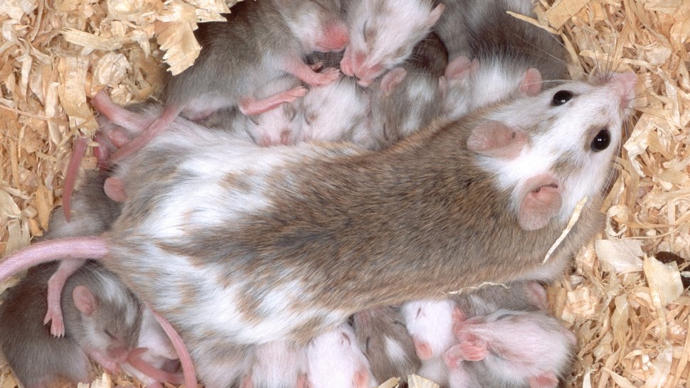 Das Foto zeigt ein Mastomys natalensis-Weibchen beim Säugen.