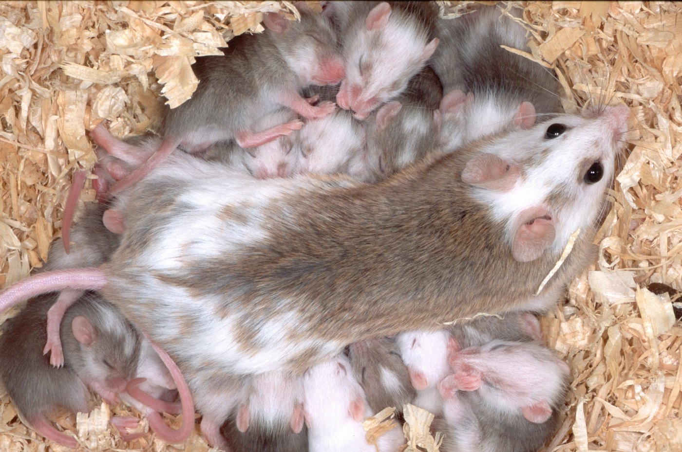 Das Foto zeigt ein Mastomys natalensis-Weibchen beim Säugen.