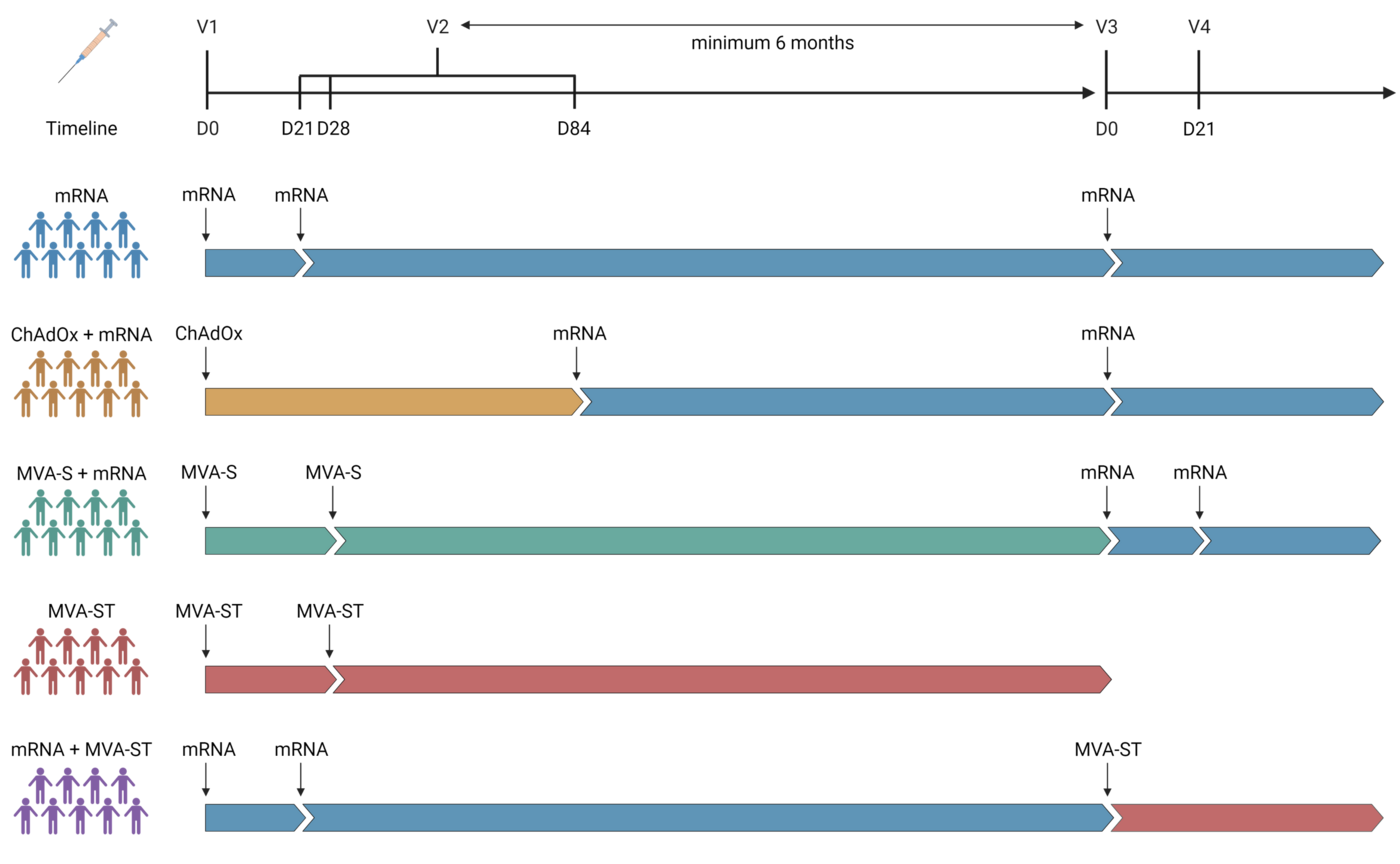 Covid-19 Impfstudie: zu sehen ist eine schematische Übersicht des zeitlichen Verlaufes und der unterschiedlichen Gruppen einer Covid-19 Impfstudie. So wurde die Gruppen mit mRNA, ChAdOx + mRNA, MVA-S + mRNA, MVA-St oder  mRNA + MVA-St zu unterschiedlichen Zeitpunkten geimpft.