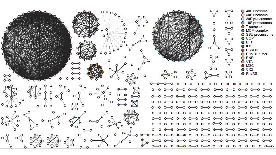 Schwarz-weiße Grafik: Proteinkomplexe finden sich zu Clustern zusammen.