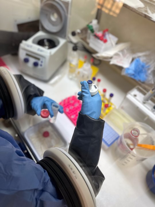 Das Foto zeigt zwei Hände mit blauen Handschuhen bei der Arbeit mit der Glove box.