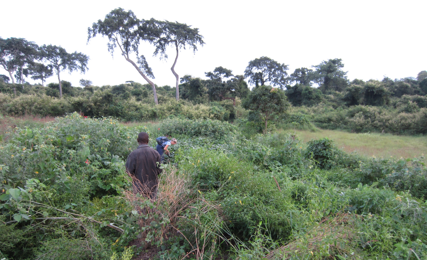 A field in the surroundings of a village. Trees are in the background, tall plants can be seen in the field. Two people are standing in the field with their backs to the viewer.