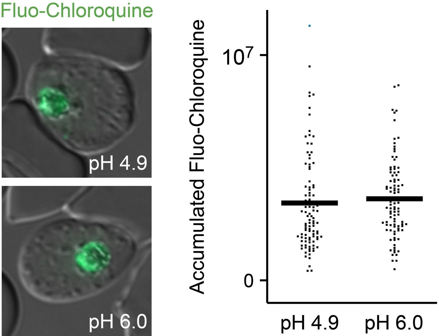 Das grau-grüne Elektronenmikroskop-Bild und die Grafik rechts daneben zeigen: Die Erhöhung des pH-Wertes der Nahrungsvakuole durch Inhibition der V-ATPase hat keinen Einfluss auf die vakuoläre Wirkstoffaufnahme. Zu sehen sind lebenden Parasiten und akkumuliertes fluoreszenzmarkiertes Chloroquin (grün) im Parasiten. Unabhängig vom vakuolären pH wird Fluo-Chloroquin effizient in die Nahrungsvakuole aufgenommen.