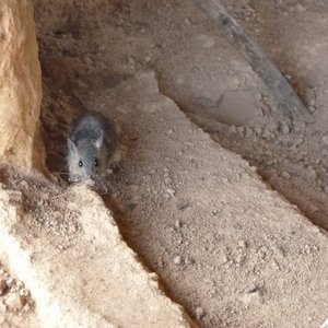 A multimammate mouse sits on a sandy surface and looks towards the camera.