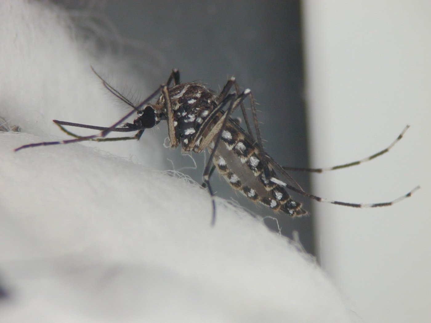 A white-striped mosquito (tiger mosquito) is sitting on cotton wool. The photo is in black and white.