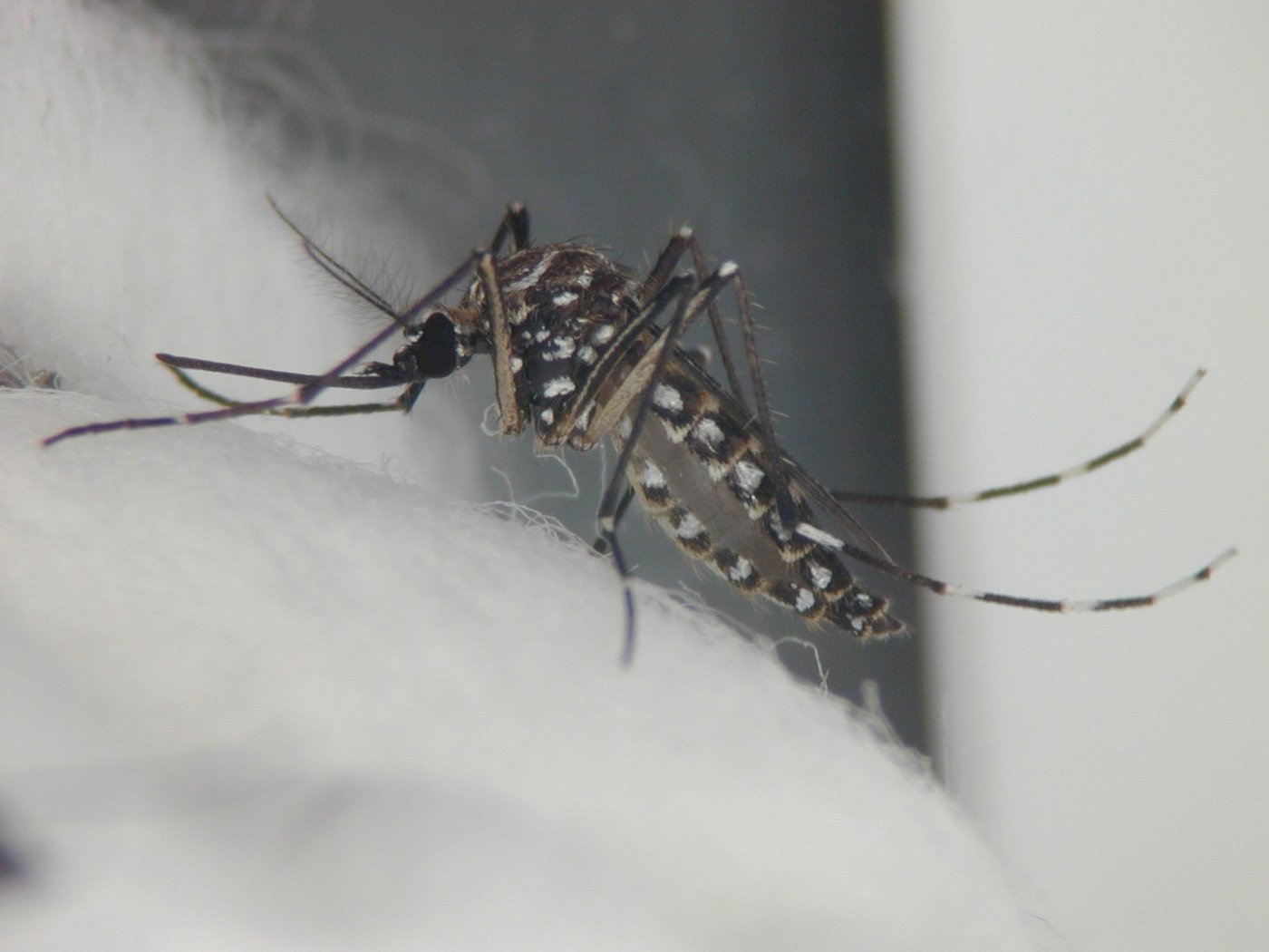 Die Tigermücke Aedes aegypti Eine weiß gestreifte Stechmücke (Tigermücke) sitzt auf einem Wattebausch. Das Foto ist in schwarz-weiß gehalten.