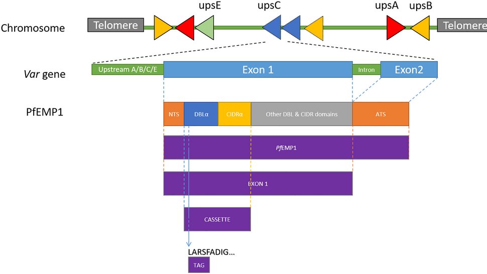 Die Abbildung zeigt schematisch die Struktur der vom var-Gen kodierten PfEMP1-Domänen.