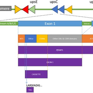 Die Abbildung zeigt schematisch die Struktur der vom var-Gen kodierten PfEMP1-Domänen.