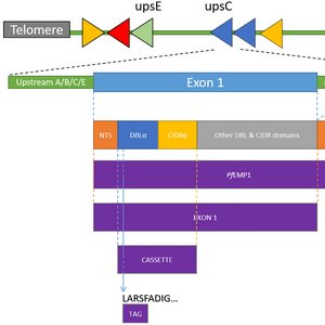Die Abbildung zeigt schematisch die Struktur der vom var-Gen kodierten PfEMP1-Domänen.