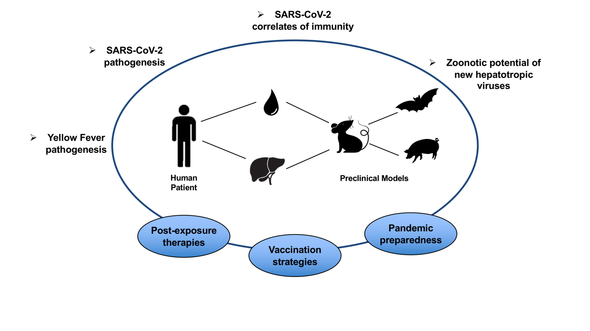 Eine schematische Übersicht über die unterschiedlichen  Forschungsfelder der Gruppe, die beispielsweise Gelbfieber und CoV-2 beinhalten und in Hinblick auf Impfstrategien, Therapien nach Infektion und Pandemievorbeugung erforschen.