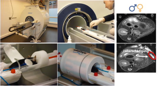 Diese Fotocollage zeigt einen Magnetresonanztomographen, in den eine Maus geschoben wird. Zudem sind zwei Magnetresonanzbilder von der Leber (männlich sowie weiblich) zu sehen.