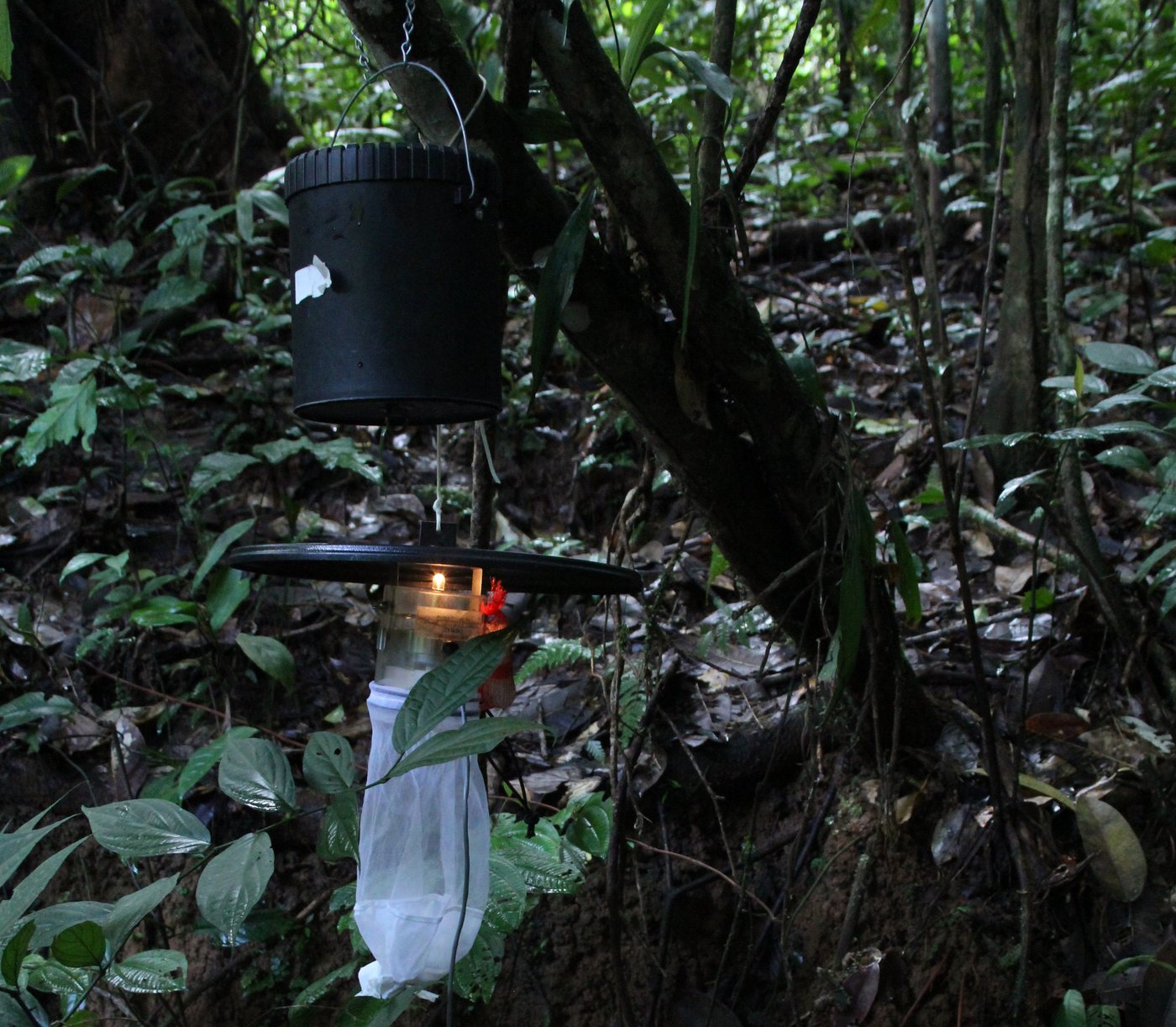 Vector collection and screening using a hanging catching devise for mosquitos You see a hanging catching devisefor mosquitos