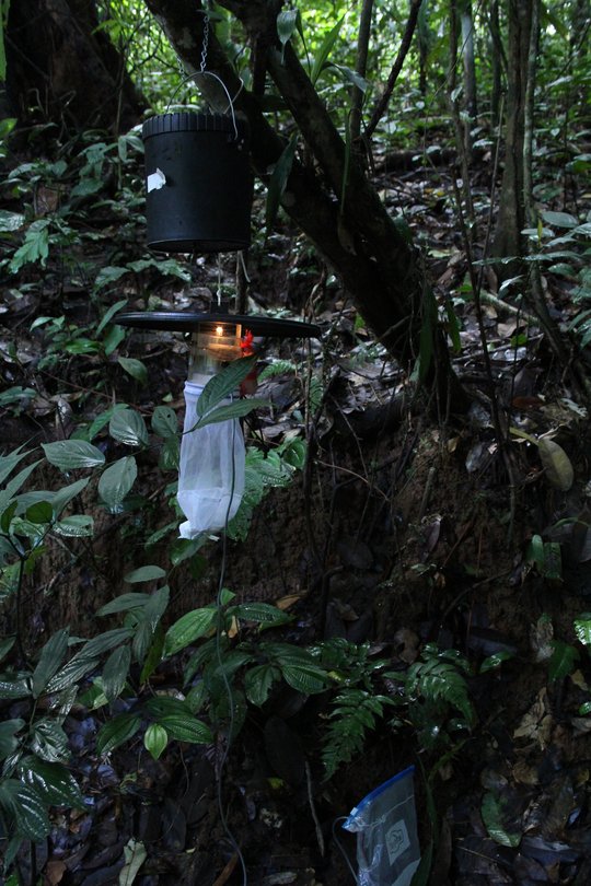 Vector collection and screening using a hanging catching devise for mosquitos You see a hanging catching devisefor mosquitos