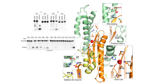 Atomare Struktur der Endoribonuklease von ANDV: Zu sehen ist rechts eine komplexe Strukturübersicht.