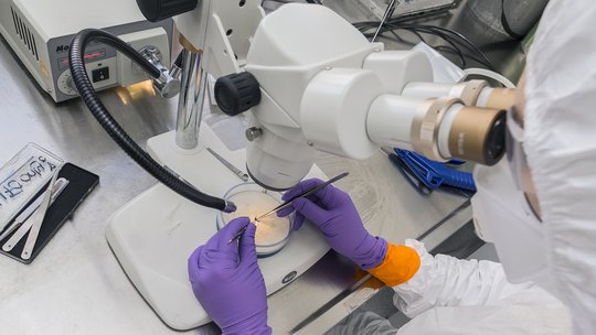 Mosquito under bionocular A mosquito under bionoculars: a researcher in white protective clothing is seen from behind looking through a bionocular. She wears purple gloves, holds a pair of tweezers in each hand and works in a Petri dish in which a mosquito swims in a transparent liquid.