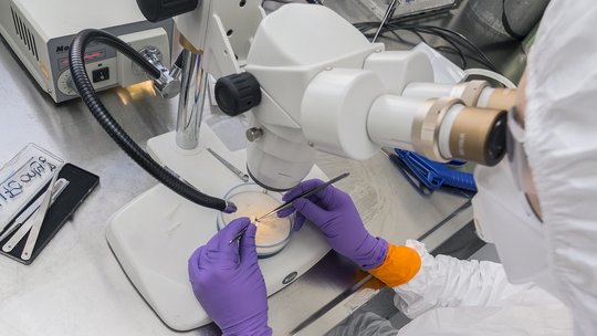 Eine Mücke unter Bionokular:  eine Forscher:in in weißer Schutzkleidung ist von hinten zu sehen, wahrend sie durch ein Bionokular schaut. Sie trägt Lila Handschuhe, hält in jeder Hand eine Pinzette und arbeiten in einer Petrischale, in der in einer durchsichtigen Flüssigkeit eine Mücke schwimmt.