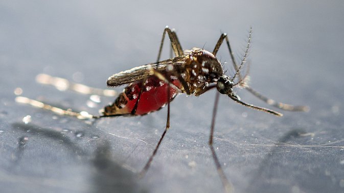 Zu sehen ist eine Stechmücke vollgesogen mit Blut im Bauch (Abdomen) auf einer Glasplatte.