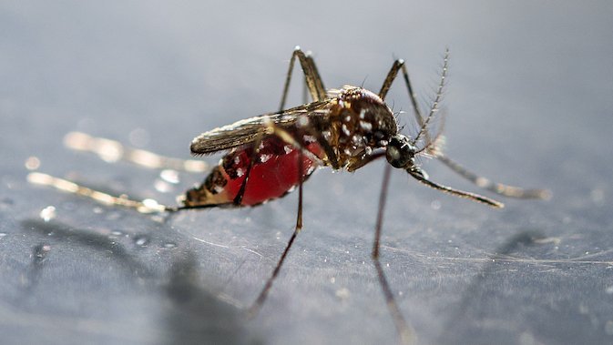 Die Stechmücke Aedes albopictus Zu sehen ist eine Stechmücke vollgesogen mit Blut im Bauch (Abdomen) auf einer Glasplatte.