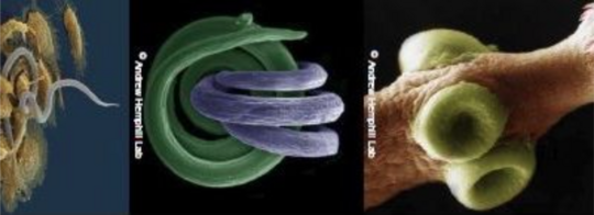 Graphical representation of various parasites.