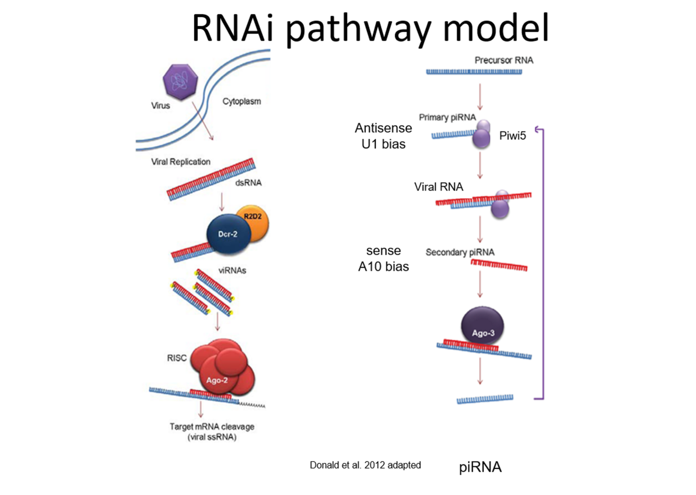 RNAi Pathway