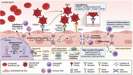 Pathogenic events during Malaria Endothelial cells during malaria