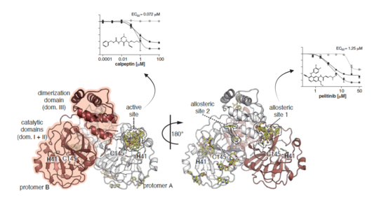 Wirkung von Mpro-Aktivstellen und allosterischen Inhibitoren auf die Replikation von SARS-CoV-2: Zu sehen sind zwei komplexe Strukturübersichten mit einer Grafik in der die Wirkung von Calpeptin und Pelitinib zu sehen ist.