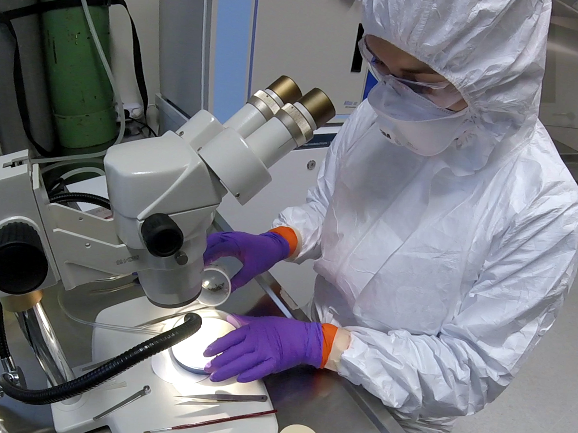 Eine wissenschaftlich arbeitende Person sitzt im weißen Vollanzug und Schutzbrille und Schutzmaske vor einem Mikroskop. Sie trägt lila farbene Handschuhe und schüttet aus einem Plastikrohr Stechmücken auf eine Platte.