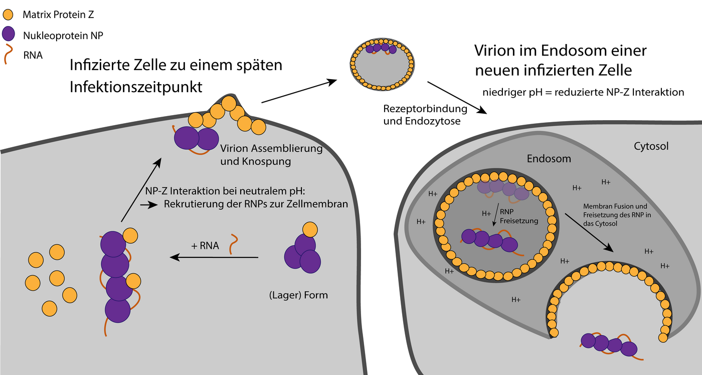 Grafik zeigt kritische Schritte im Lebenszyklus des Lassavirus.