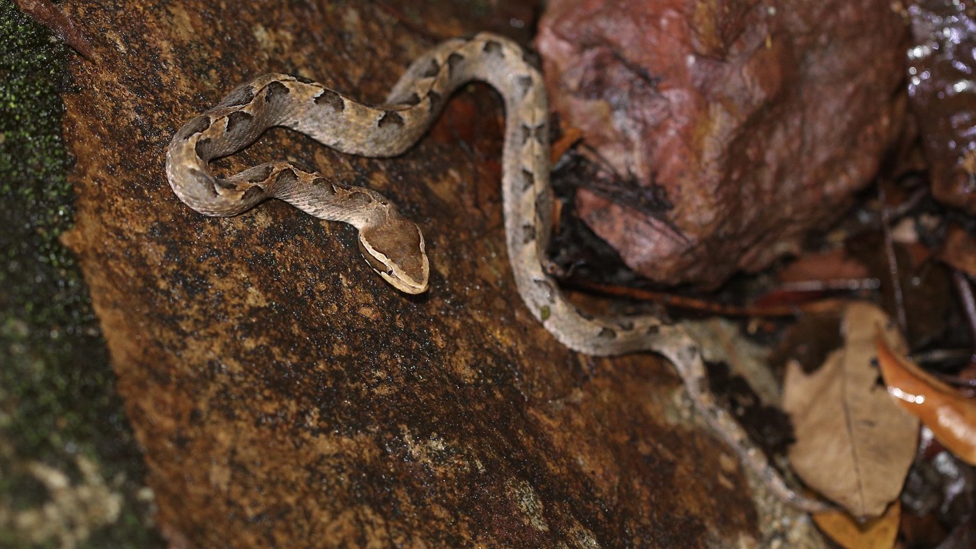 Das Bild zeigt eine braune Schlange (Calloselasma rhodostoma (Malayan pit viper)) auf einem braunen Untergrund.