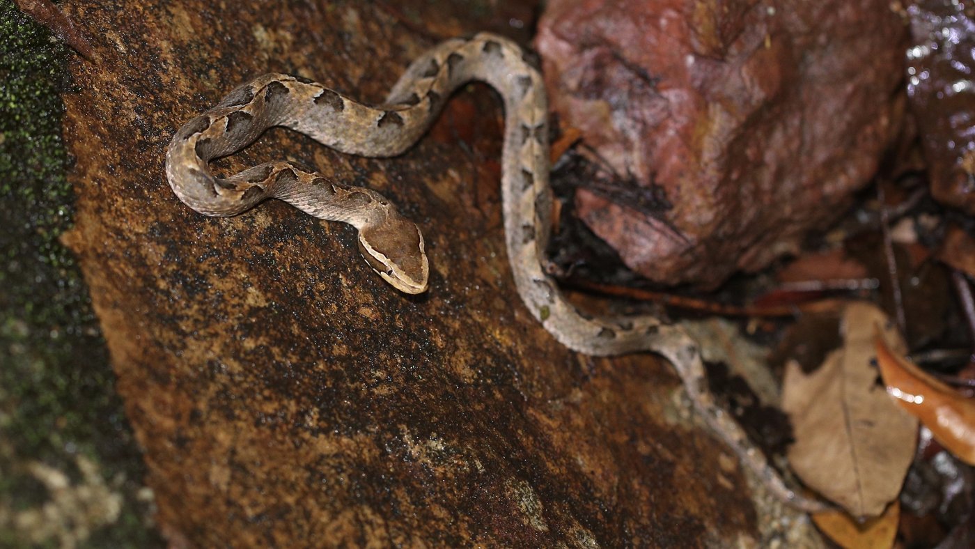 Calloselasma rhodostoma (Malayische Mokassinotter) Das Bild zeigt eine braune Schlange (Calloselasma rhodostoma (Malayan pit viper)) auf einem braunen Untergrund.