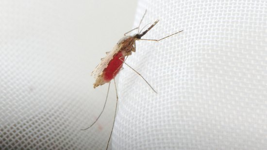 Adulte weibliche Stechmücke der Spezies Anopheles stephensi nach der Blutmahlzeit Foto einer adulten weiblichen Stechmücke der Spezies Anopheles stephensi nach der Blutmahlzeit auf weißem Grund