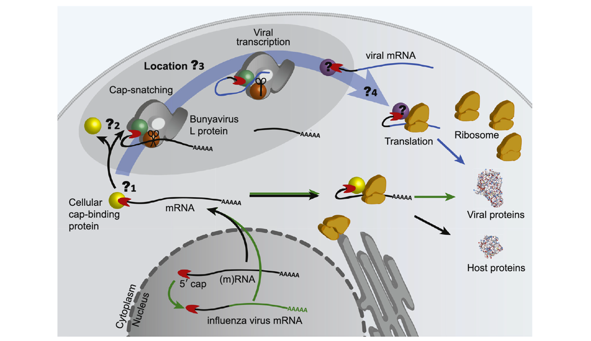 Eine schematische Abbildung zum Cap-Snatching Mechanismus welche die offenen Fragen aufzeigt, welche noch weitere Forschung benötigen.