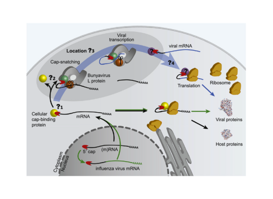 Übersichtsabbildung zum Mechanismus des Cap-Stehlens der Bunyaviren im Vergleich zu im Zellkern replizierenden Influenzaviren. Eine schematische Abbildung zum Cap-Snatching Mechanismus welche die offenen Fragen aufzeigt, welche noch weitere Forschung benötigen.