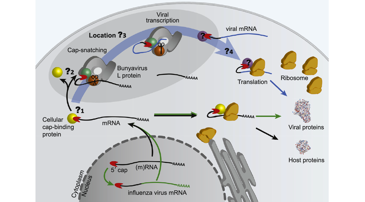 A schematic diagram of the cap-snatching mechanism showing the open questions that need further research.