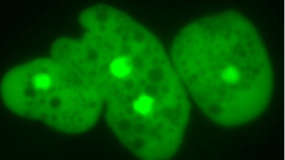 Fluorescent staining of three single-celled parasites of the species Entamoeba histolytica, parasites stained in green, black background