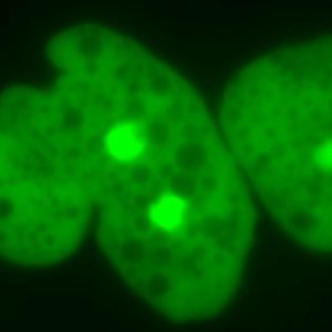 Fluoreszenzfärbung von drei einzelligen Parasiten der Art Entamoeba histolytica, Parasiten grün gefärbt, schwarzer Hintergrund