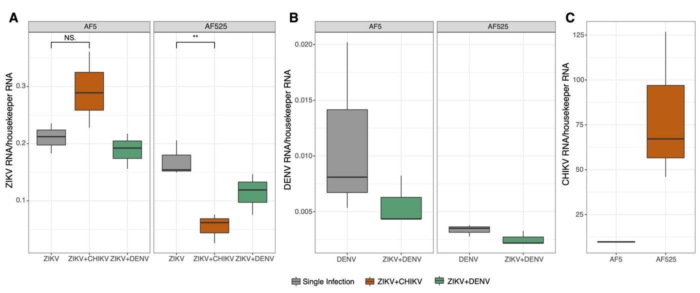 Die Grafik zeigt die Arbovirus-Replikation in Ago2-Knockout-Zellen während Einzel- und Koinfektionen, dargestellt mit grauen, orangen und grünen Balken. Die Grafik zeigt die Arbovirus-Replikation in Ago2-Knockout-Zellen während Einzel- und Koinfektionen, dargestellt mit grauen, ogangen und grünen Balken..