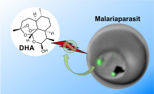 Das Bild zeigt eine schematische Darstellung des Malariaparasiten in der Blutzelle.