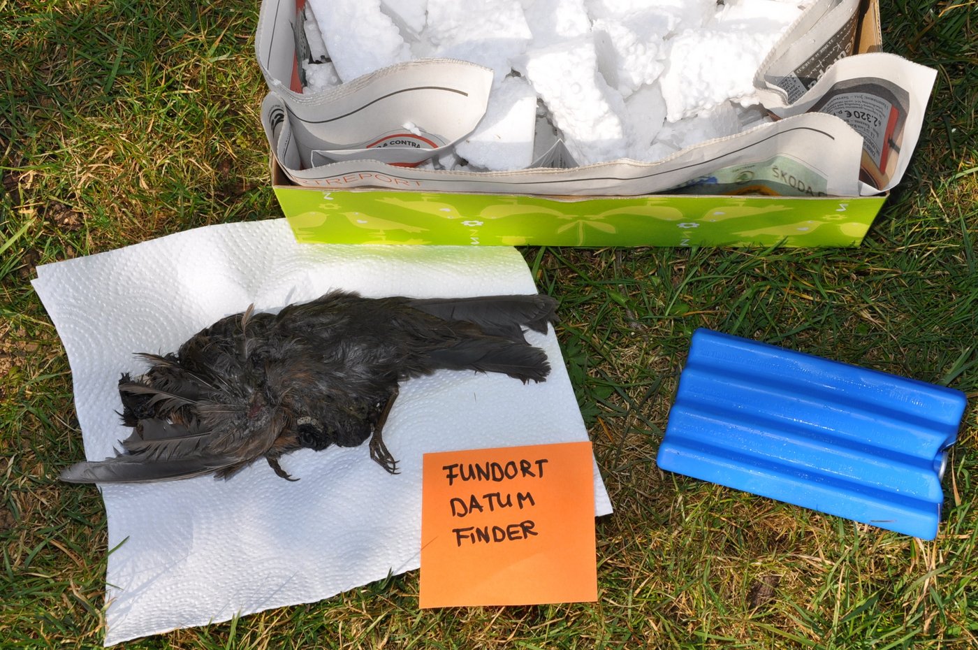 Darstellung, wie man eine tote Amsel mit Kühlakkus per Post an das BNITM verschicken kann. Ein Zettel mit Fundort, Funddatum und Finder:in sei mit beizulegen.