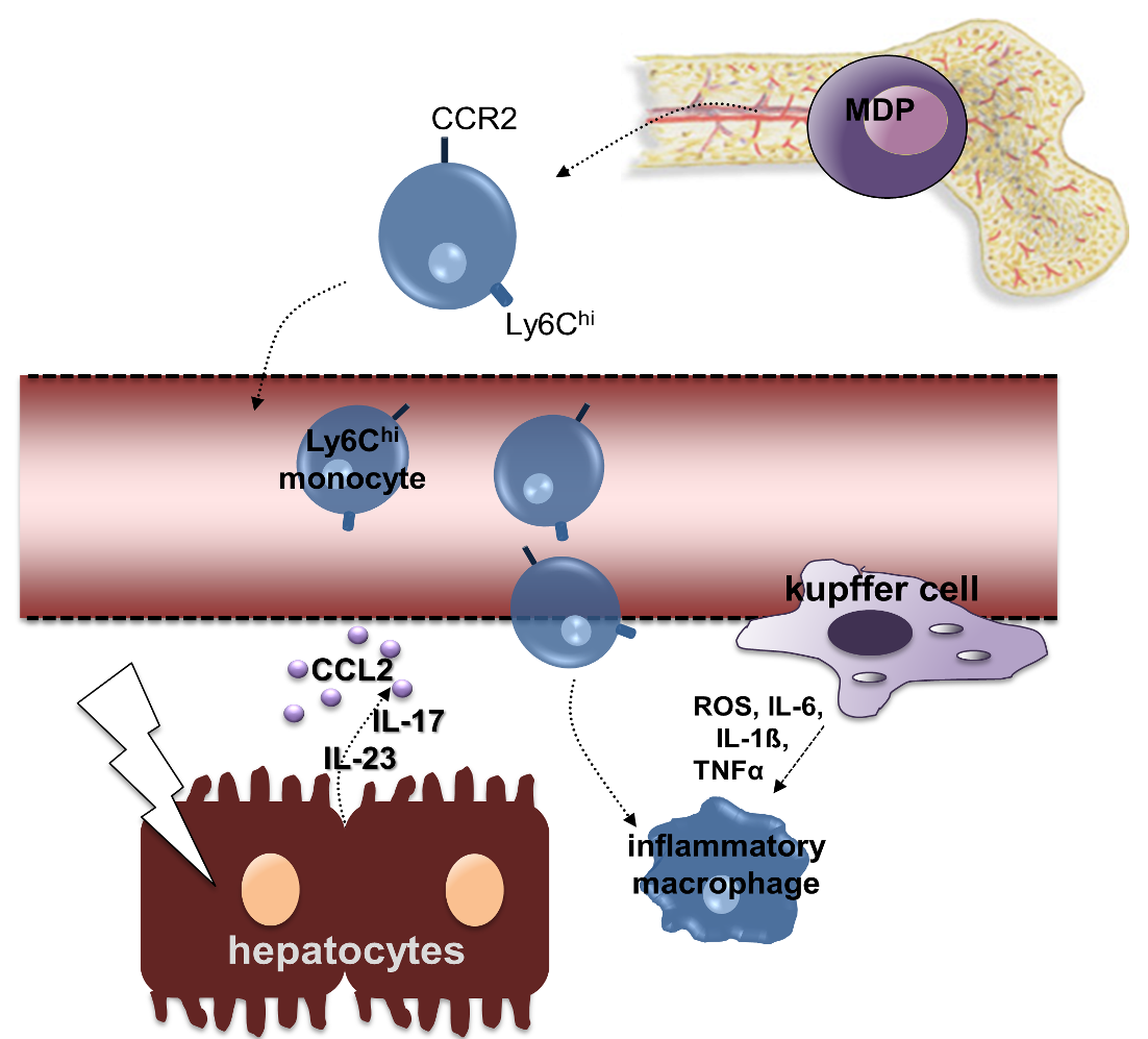 Auf der Grafik sind Zellen des Immunsystems als runde blaue Kugeln zu sehen. Sie kommen oben rechts aus einem Knochenteil, in der Mitte sind sie in einem Blutgefäß. Unten links sind braune Leberzellen dargestellt auf die ein Blitz gerichtet ist. Zwischen den Zellen sind Pfeile mit Zytokinbezeichnungen dargestellt.