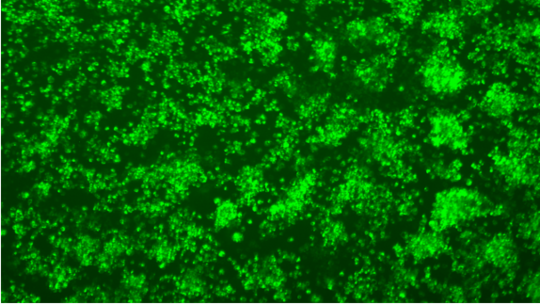 Colorful close up of viruses