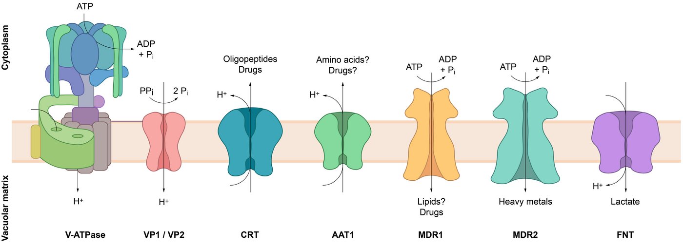 Schematische Darstellung diverser vakuolärer Transporter und ihrer Substrate