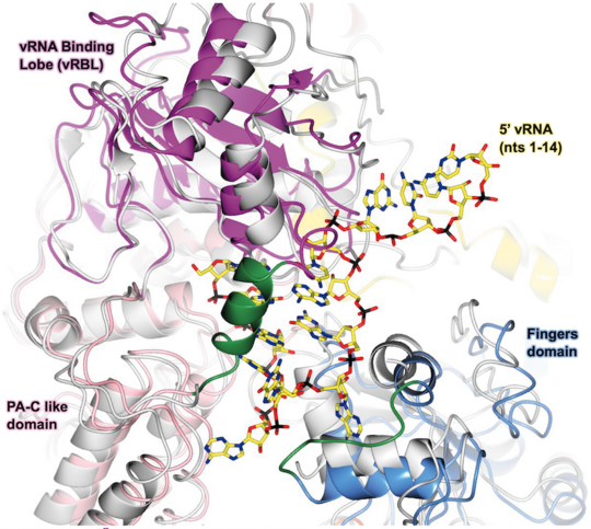 Bändermodell des SFTSV L-Proteins (farbiges Modell) im Komplex mit dem hakenartigen 5'-RNA-Ende (gelb) Strukturmodell des SFTSV L-Proteins
