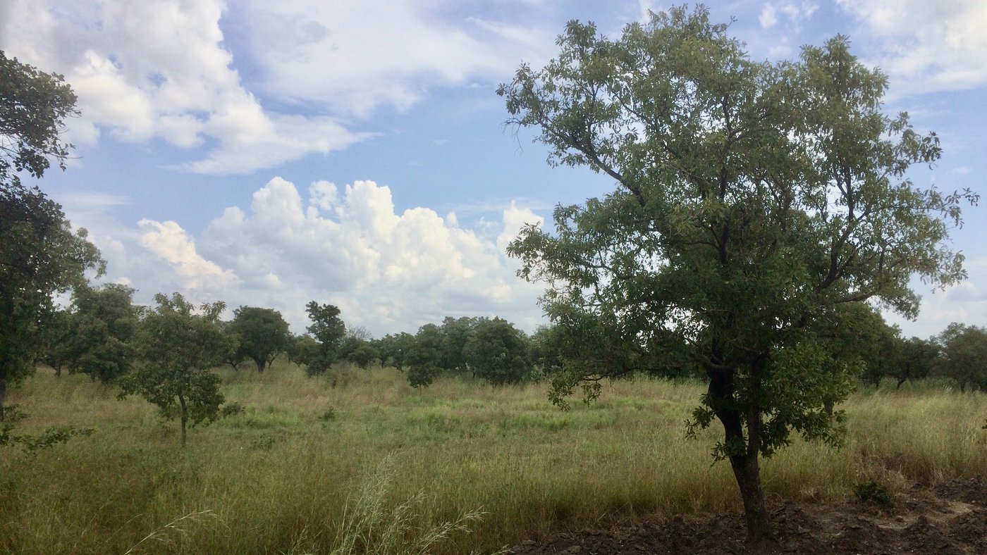 Das Bild zeigt eine grüne Landschaft mit hohem Gras und vereinzelten Bäumen in Wa, Ghana. Der Himmel ist blau und ein paar weiße Wolken ziehen über den Horizont.